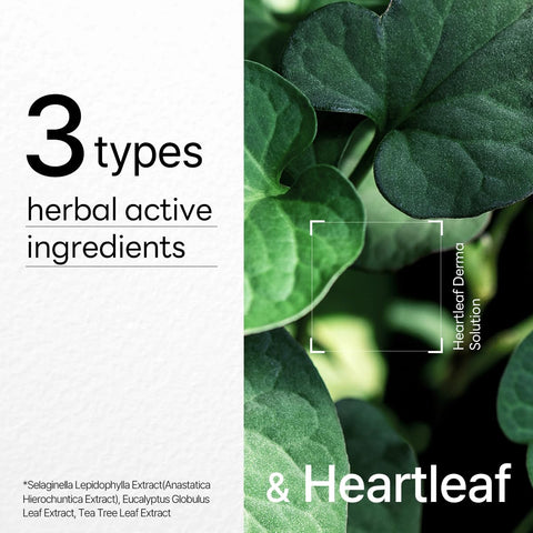 Mascarilla Dermaplus Heartleaf (10 hojas)