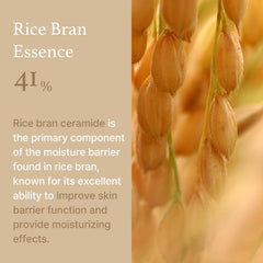 Rice Cream 50g