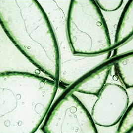 Dermaplus 芦荟面膜 10 片