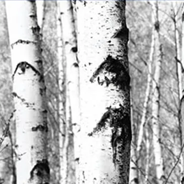 Dermaplus 桦木面膜 10 片