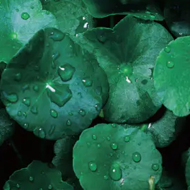 Dermaplus 积雪草面膜 10 片