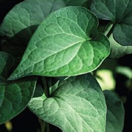 Dermaplus 心叶面膜 10 片