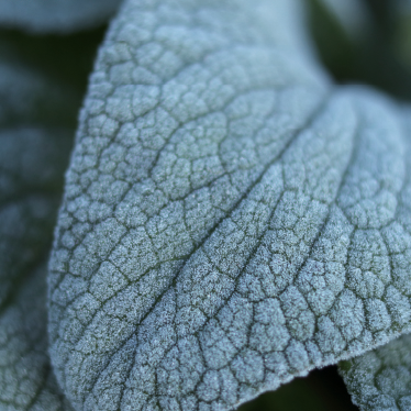 Mascarilla de suero Heartleaf Madeca