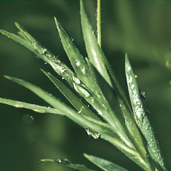 Teatree Trouble Calming Pad 100 Pads